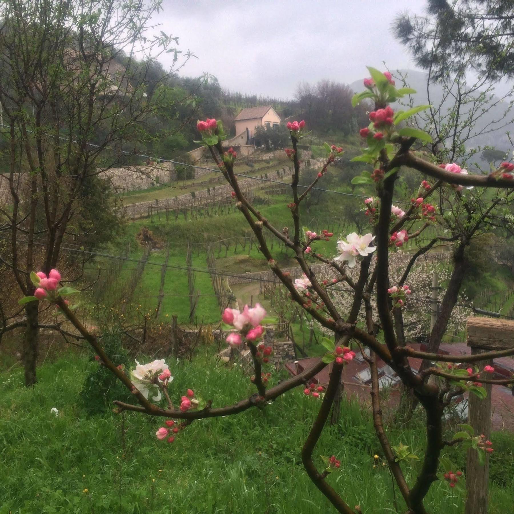 Il Melograno In Costa D'Amalfi Bed and Breakfast Vietri Esterno foto